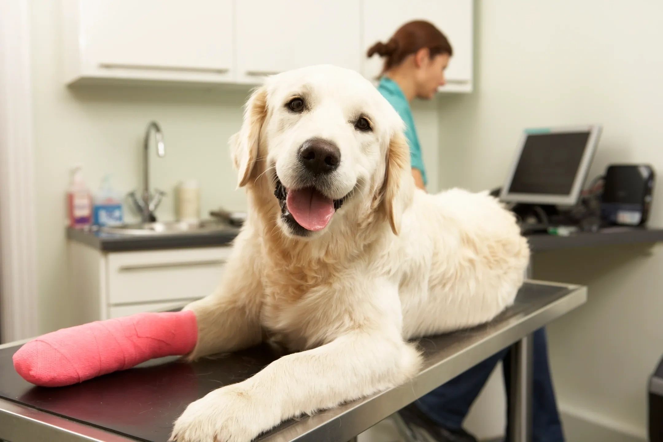 Northfield Veterinary Clinic vet-animal-clinic